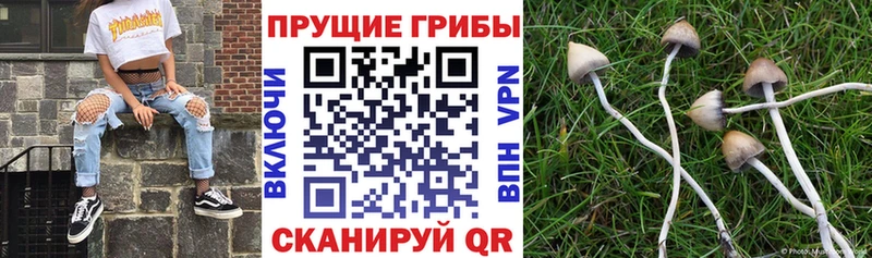 Псилоцибиновые грибы Psilocybine cubensis  Новоульяновск 